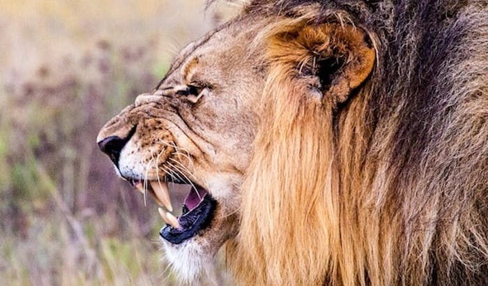 狮子10大知识,狮子相关知识