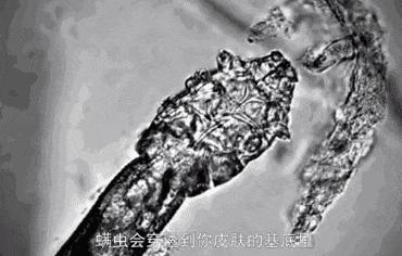 上海硫磺皂哪一款好用,什么品牌硫磺皂正宗又好用