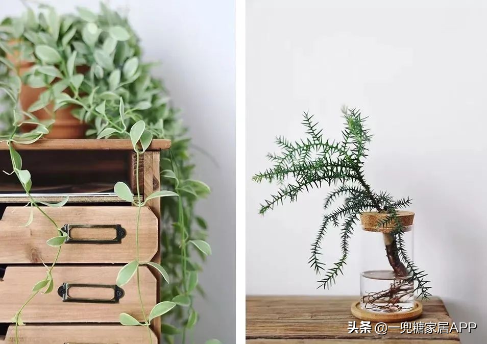 春天花会开|这20家植物淘宝店，植物杀手看了也想买！