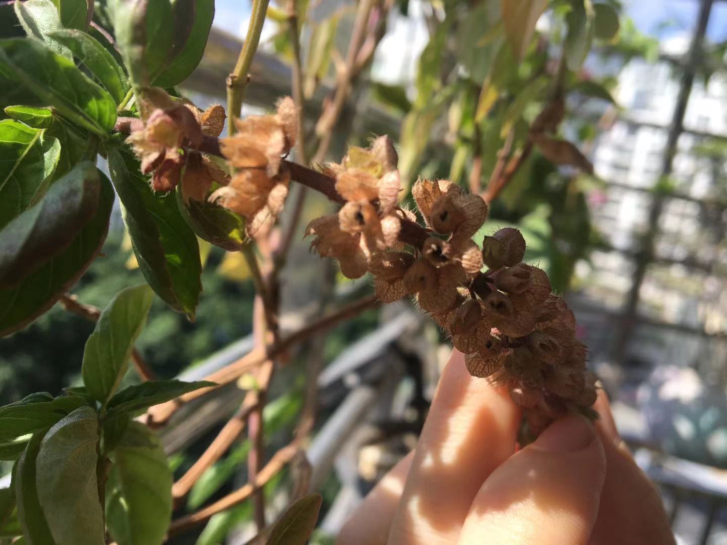 阳台也能种出这么漂亮的辣椒,阳台可以种的稀奇的蔬菜