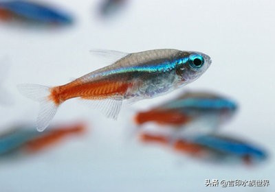 最好看的鱼灯,哪些灯鱼发色好看