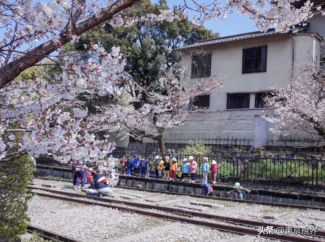 我在京都,攒下一整个春日的绝美樱色送给你。