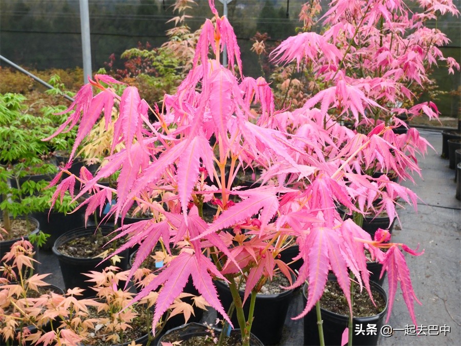 向幸福出发松潘,巴中南江旅游景点