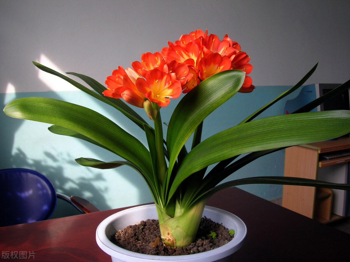 那些令人赞叹的庭院花卉,5种庭院生活方式的花卉