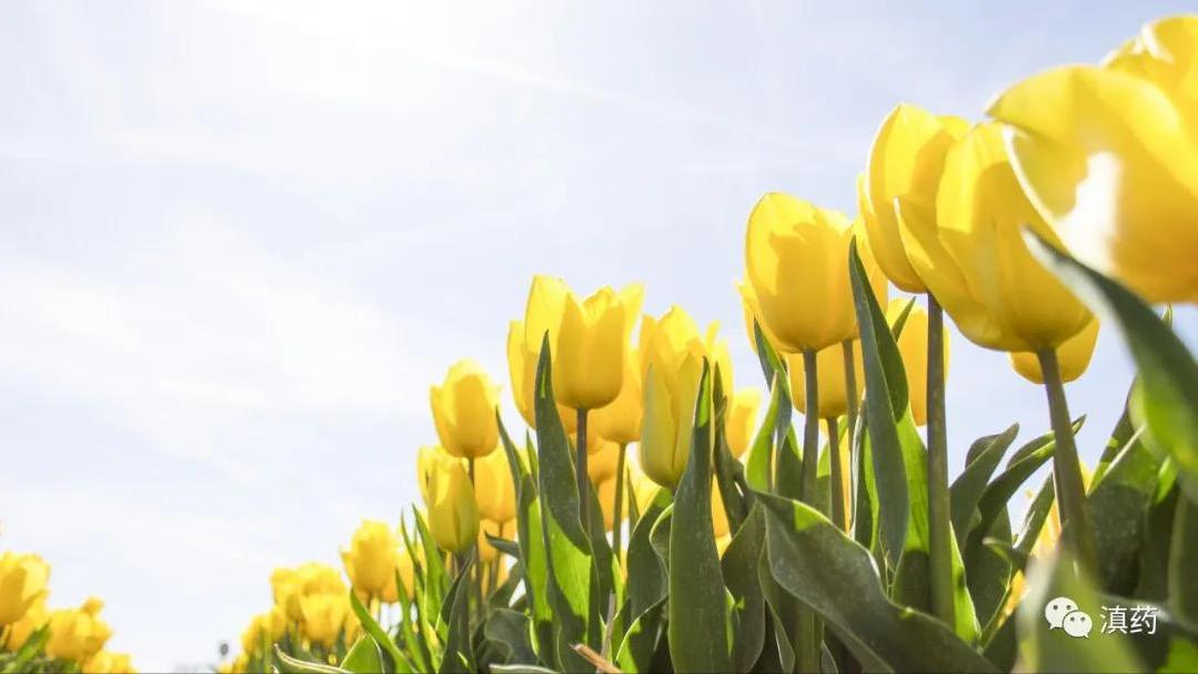 立春,春已归来,正是生发阳气之时