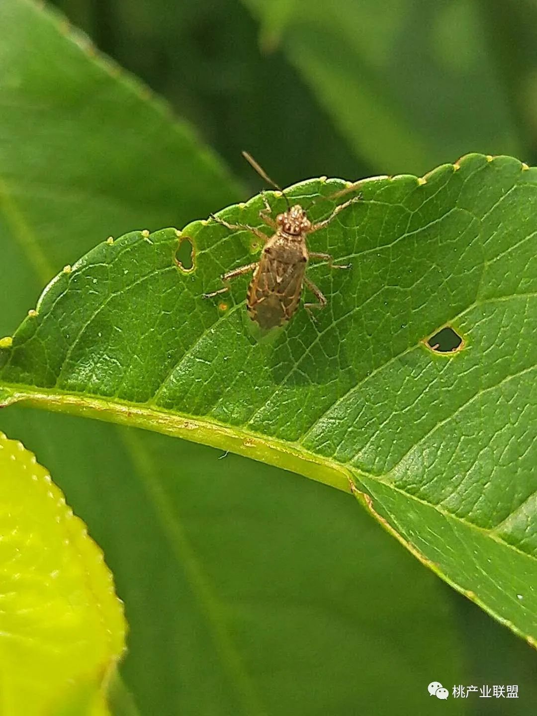 桃树幼果期是防治病虫害最重要的时期