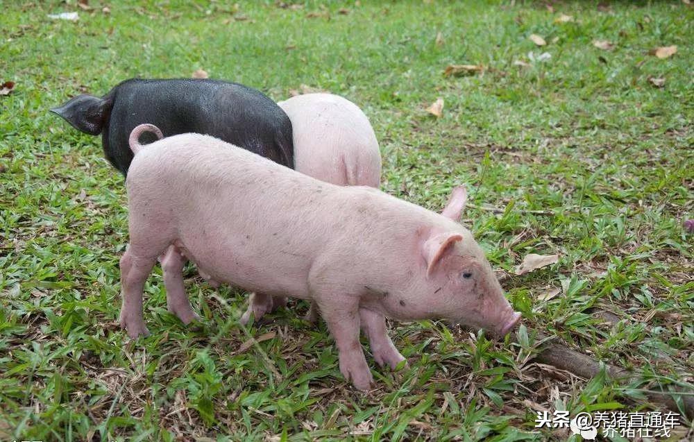 母猪怎么预防保健,如何提高母猪受胎率