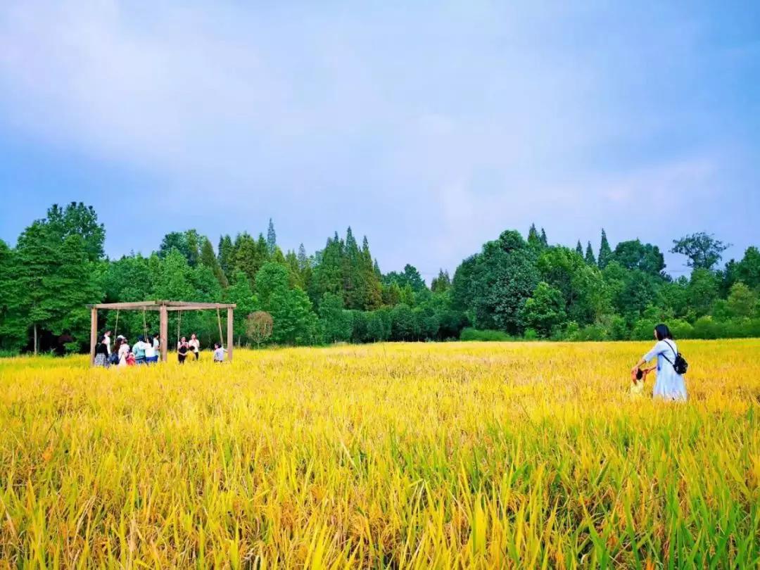 青城山熊猫谷都江堰一日游攻略,熊猫谷青城山都江堰一日游攻略