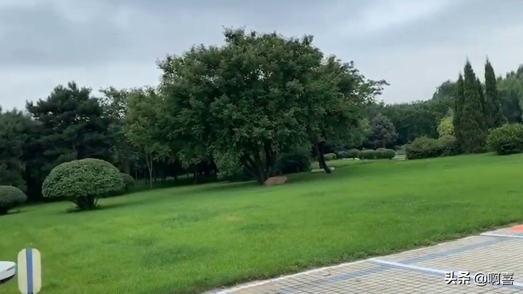 沈阳北陵公园的树,沈阳市北陵农场红枫林