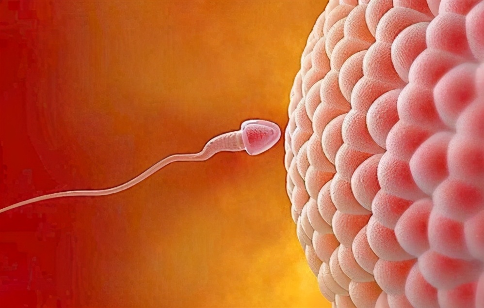 卵子和精子结合形成胚胎的过程,胚胎是卵子还是精子决定的