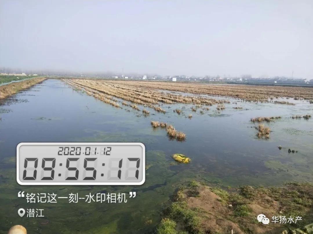 处理青苔最好的办法,水泥地上青苔怎么快速处理干净