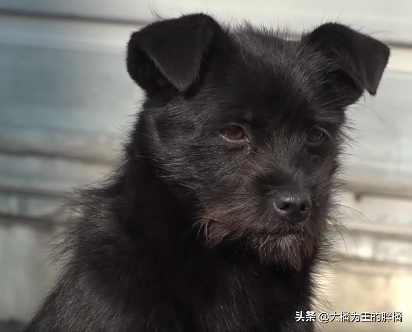 流浪狗每天到店里蹭吃的,流浪狗每天去超市讨食