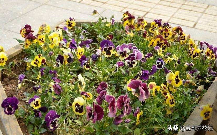 三色堇需要每年都种吗,三色堇枯萎了怎么办