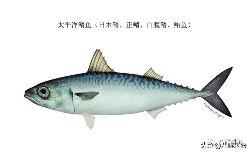 青花鱼跟鲐鲅鱼,青花鱼和鲐鲅鱼的区别