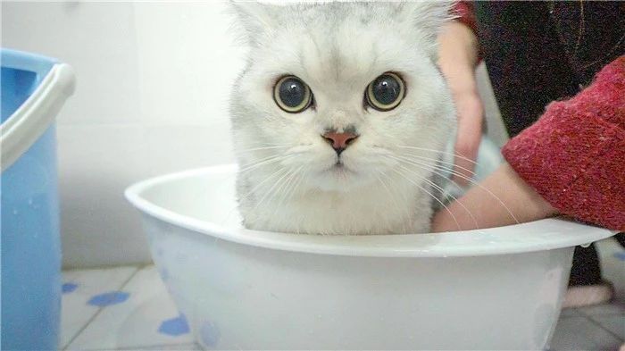 猫咪洗澡容易应激要不要洗澡,猫咪洗澡的时候跟铲屎官说明什么