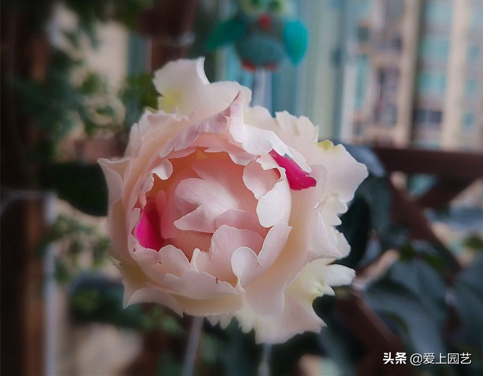 十种最漂亮的月季,最迷人的月季花墙搭配图