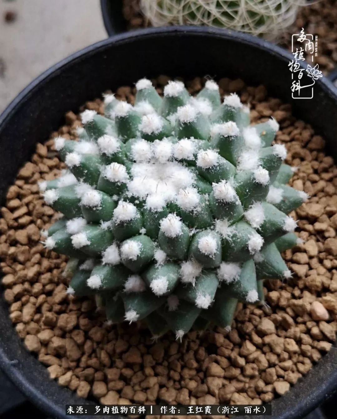 仙人球露养条件,仙人球春天露养条件