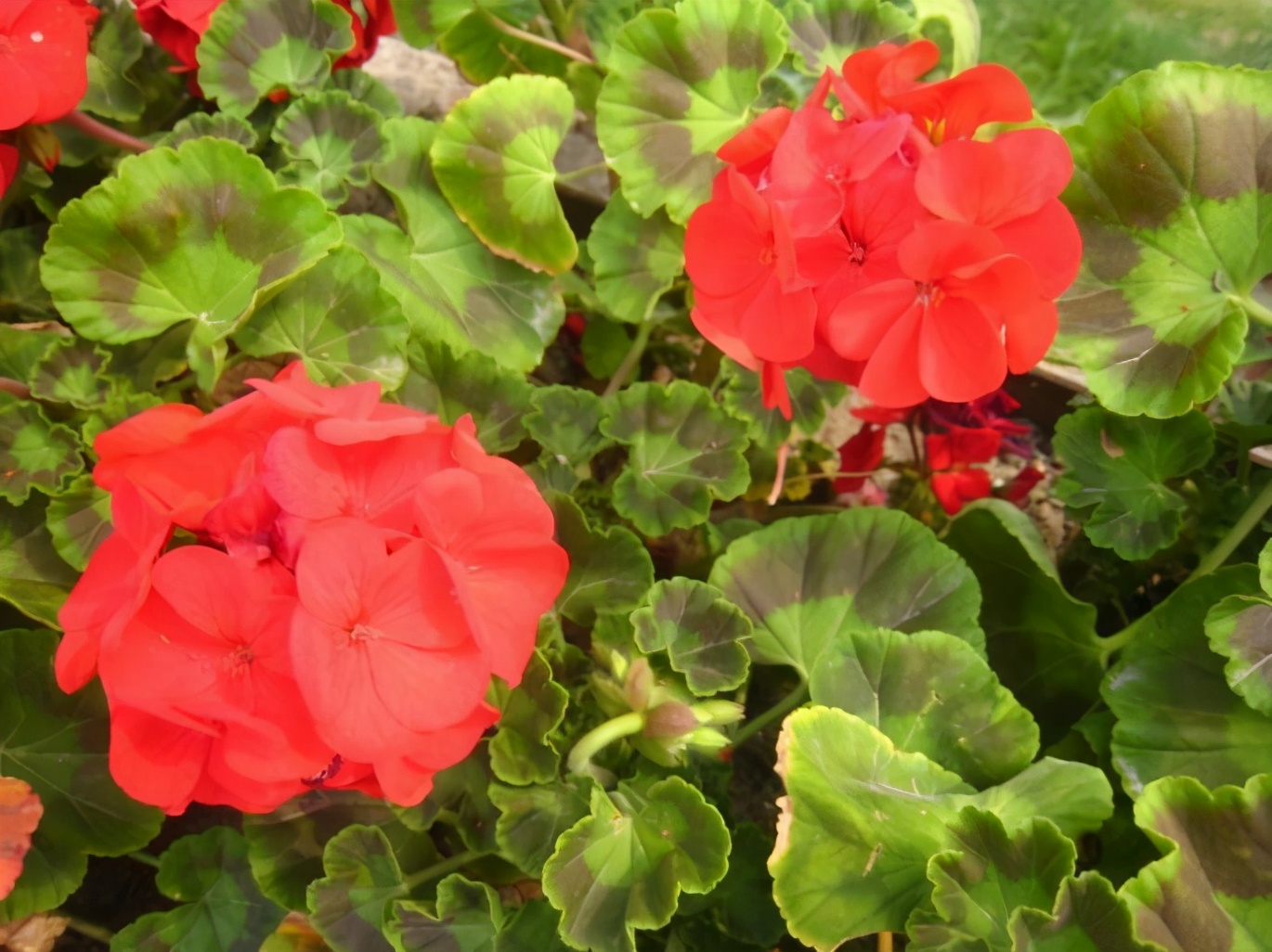 邻居盆栽多蚊虫怎么办呢,邻居养花滋生蚊虫怎么解决