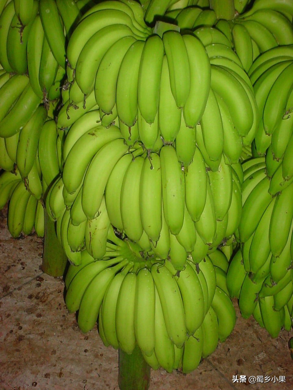 香蕉有哪些形状,现在香蕉和已经灭绝的香蕉品种