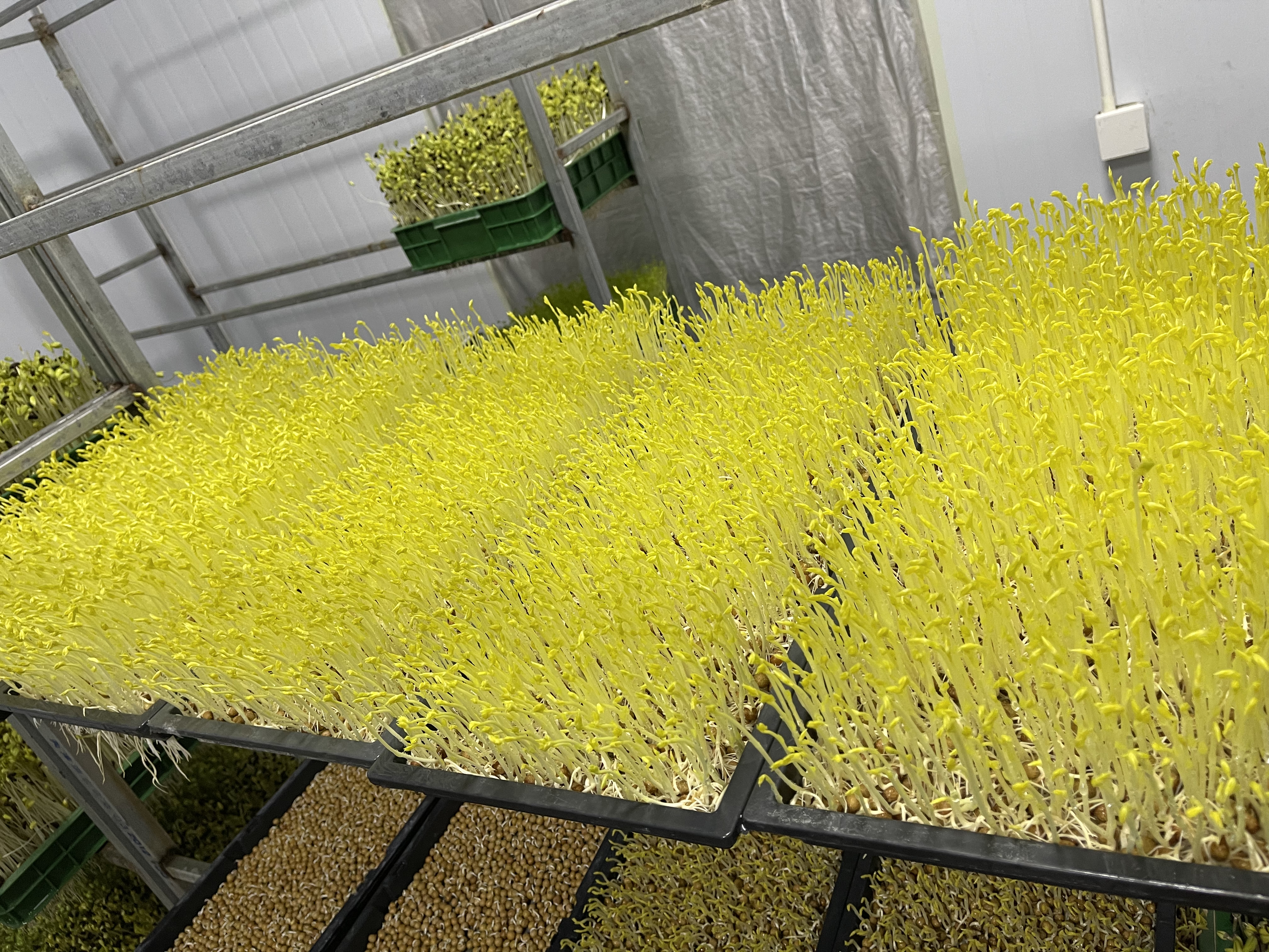 芽苗菜市场的开发前景,深度剖析芽苗菜这个创业项目