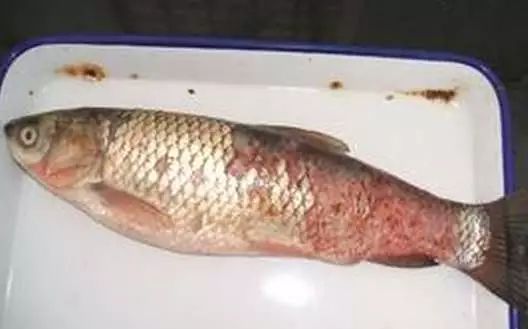 鱼得掉鳞病怎么治,鱼掉鳞烂肉怎么办