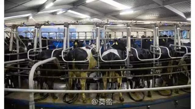 如何防止奶牛乳房炎,奶牛乳房炎反复发炎该怎么治疗