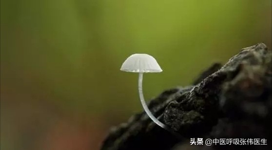 肺真菌药有副作用吗,肺真菌病应用什么药物