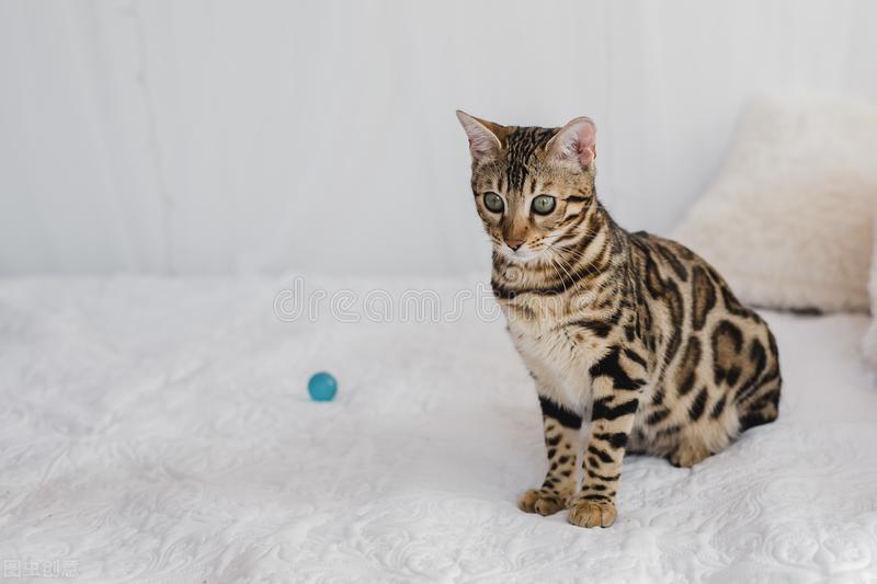 狗猫有布病吗,猫拉血便腥臭是什么症状