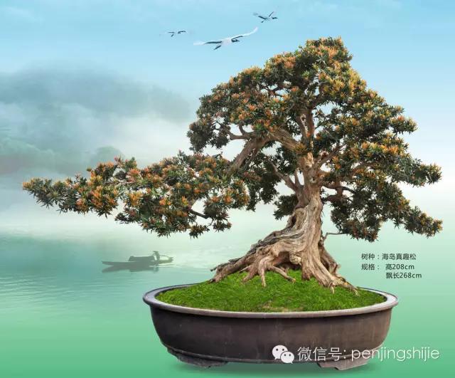 价值千万的盆景都有什么 (1000万元以上映山红盆景)