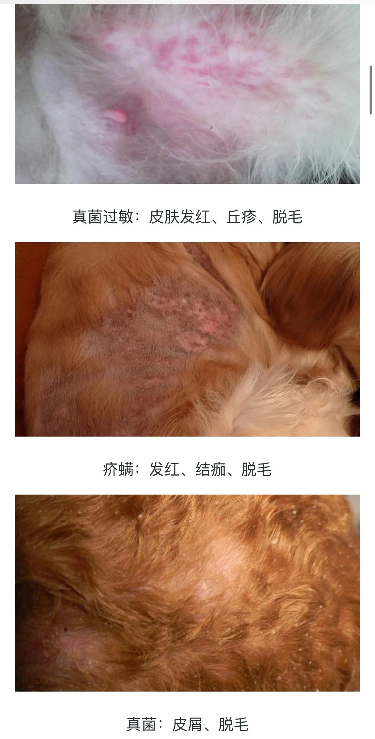 狗狗皮肤病去宠物医院如何防坑,狗狗的皮肤病用什么药好得快