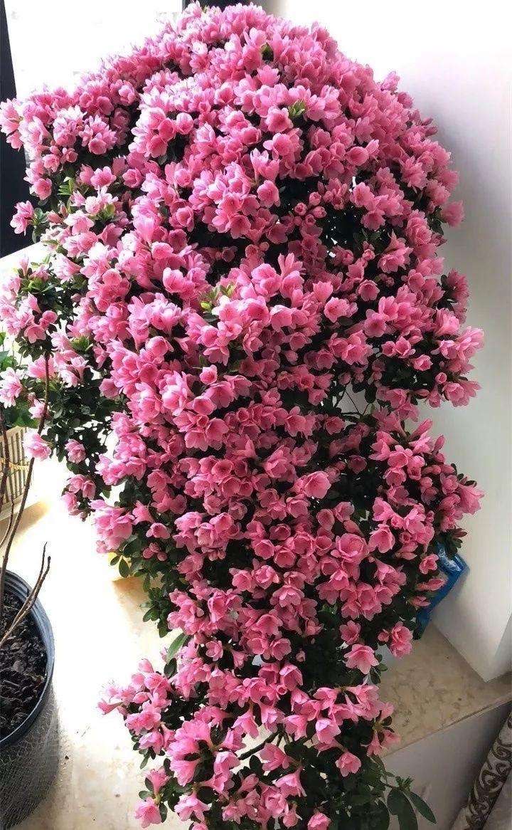 养杜鹃花的妙招,养杜鹃花的知识与技巧简单