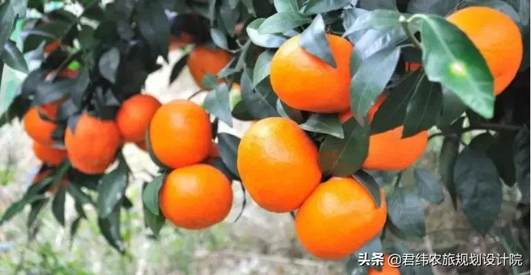 鏌戞涓殑璐垫棌娌冩煈,鏌戞涔嬪弸娌冩煈