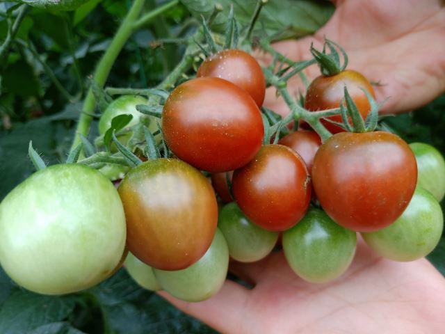 让番茄更快出汁水,让人回味无穷的人