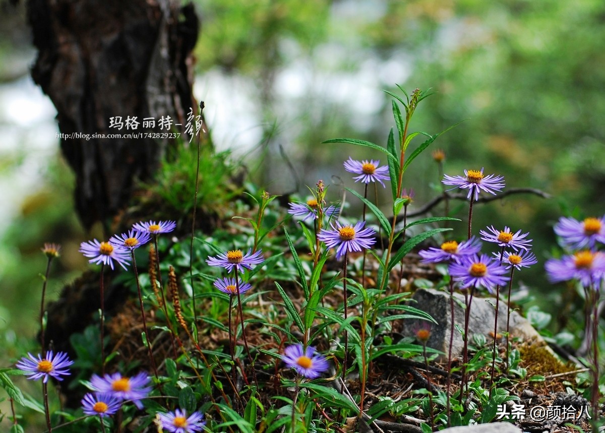 扶不起的绿植,扶不起的绿植视频