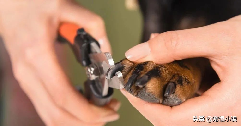 给狗狗剪指甲剪出血来怎么办,给狗狗剪指甲的时候它乱动怎么办