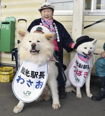 日本网红狗狗去世,日本狗死了