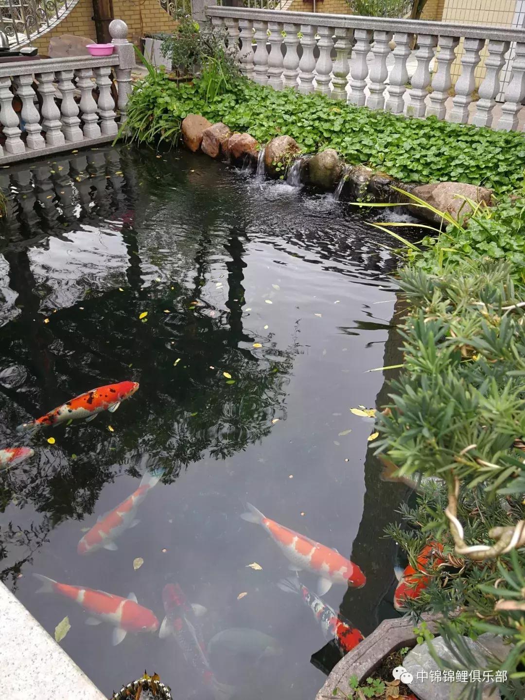 北京室外地上鱼池怎么过冬,东北户外鱼池过冬