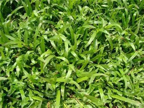 花园草坪怎么种植,花园草坪的种植与养护经验大总结