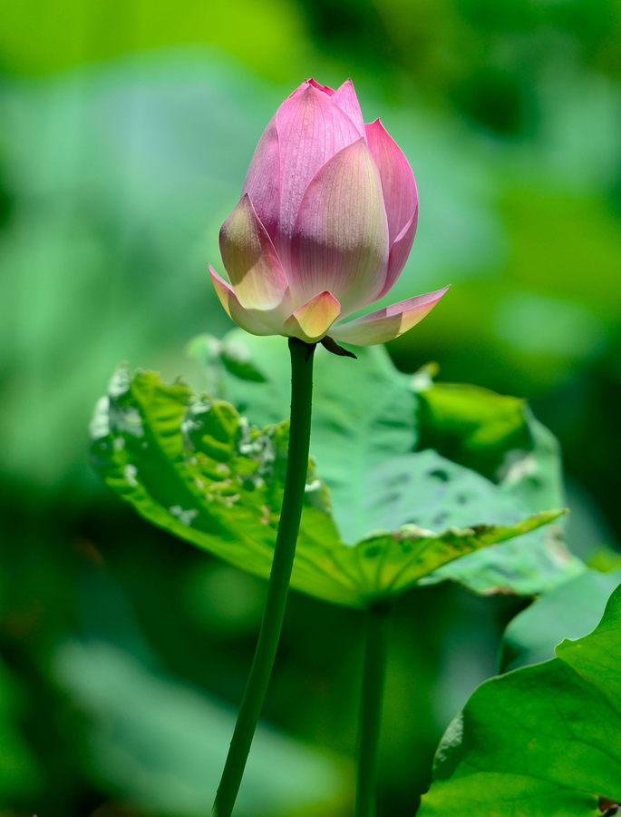 鹤城印象荷花图片,鹤城区看荷花