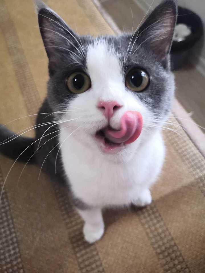 英短虎斑猫黑下巴怎么回事,银渐层猫咪黑下巴治疗