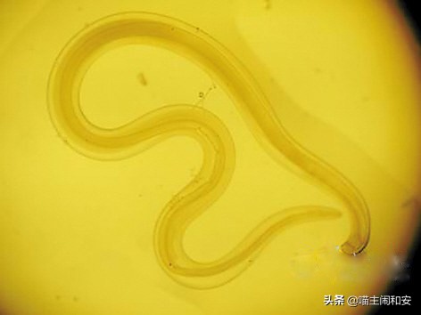 猫眼睛红肿流眼屎用什么药,猫眼睛里有红血丝眼屎多