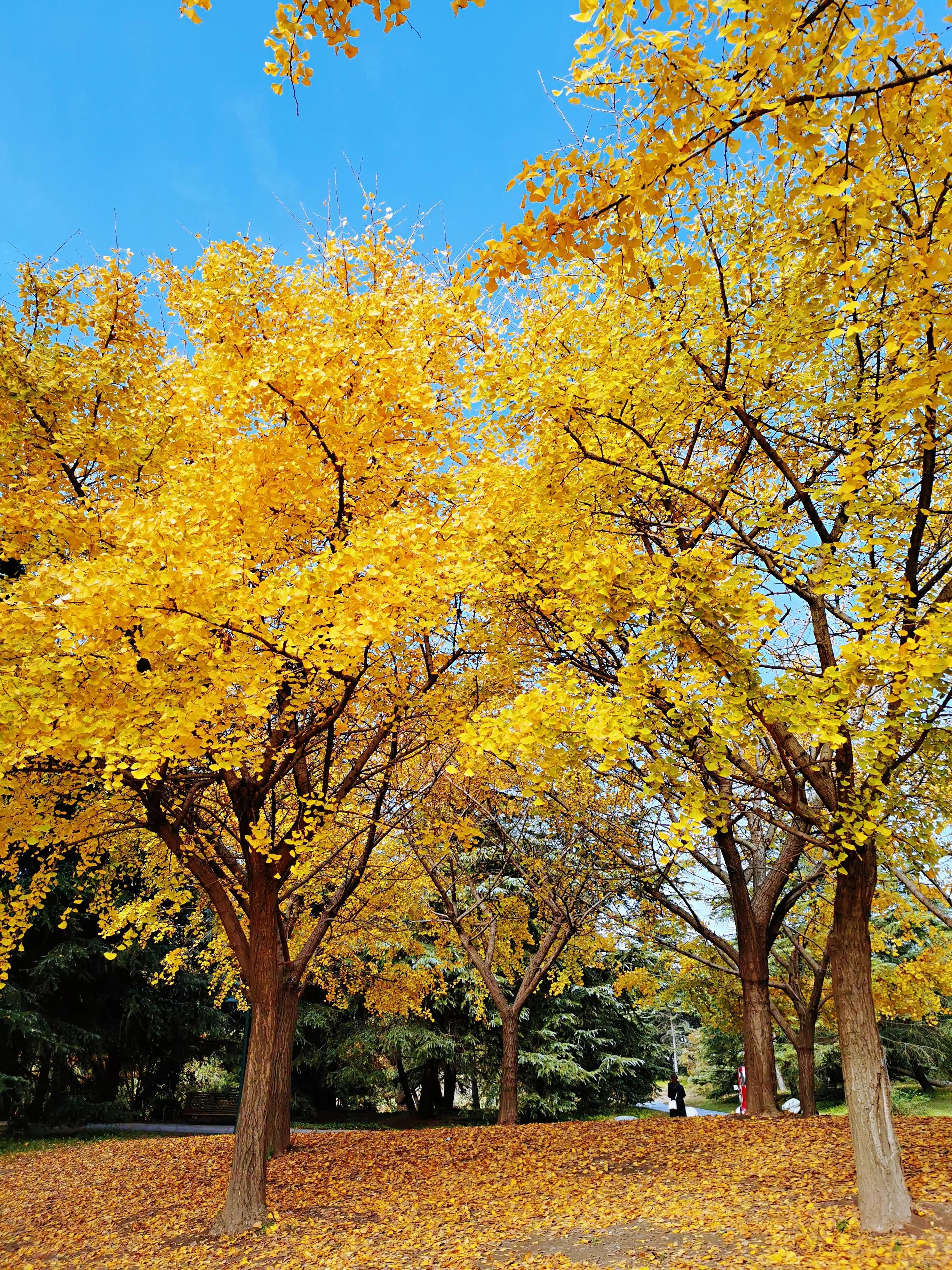 上海共青森林秋景,上海共青森林公园夜景