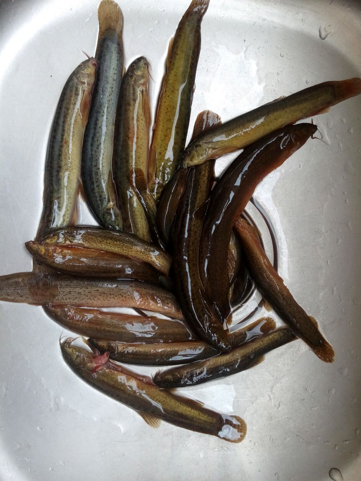 泥鳅鱼肉含元素多,泥鳅鱼胶原蛋白含量高吗