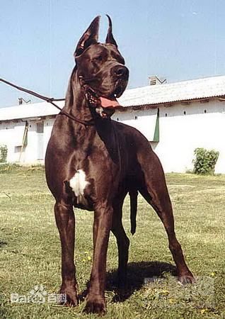 宠物狗大全免费观看,什么狗最好养又听话又聪明大型犬