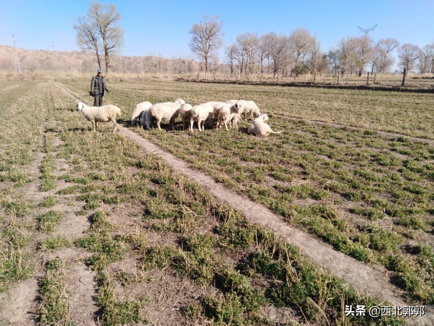 羊误食了化肥怎么办,母羊误食农药没有及时发现