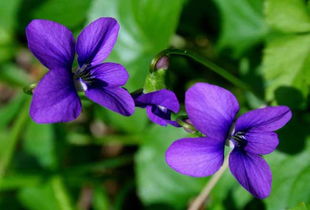 壹壹生态养殖,壹壹生态鱼介绍