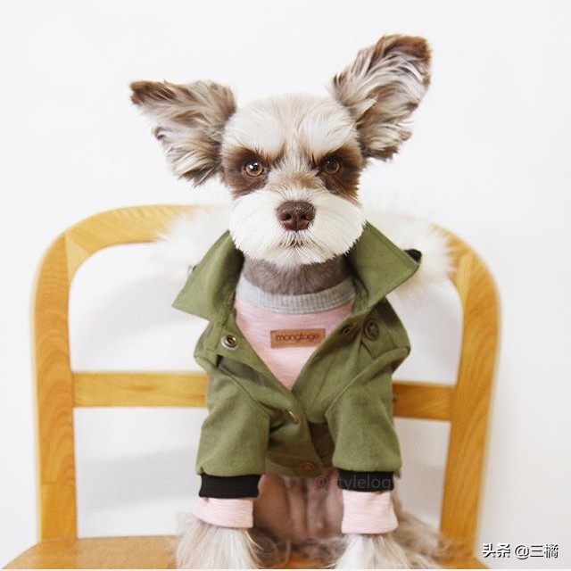 狗狗雪纳瑞剪毛,狗狗雪纳瑞图片大全