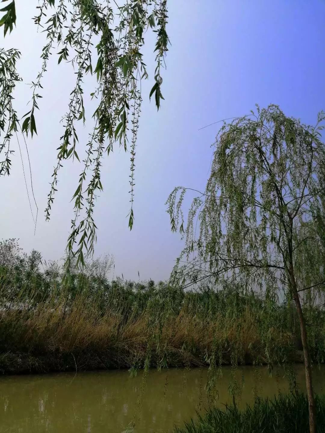 一个心灵的栖息地——游冠县马颊河生态旅游度假区有感