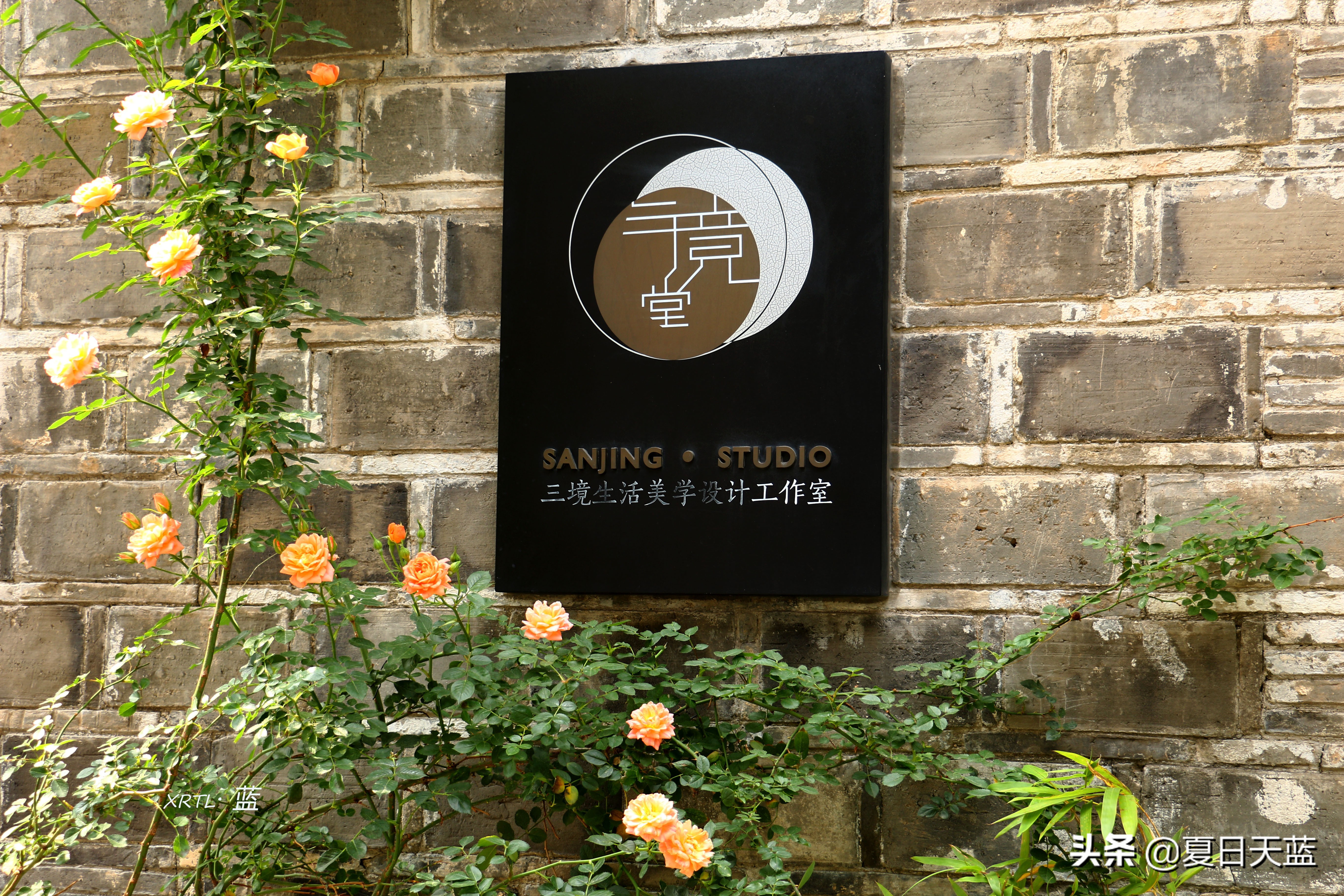 老门东蔷薇高清图片,老门东蔷薇花人像