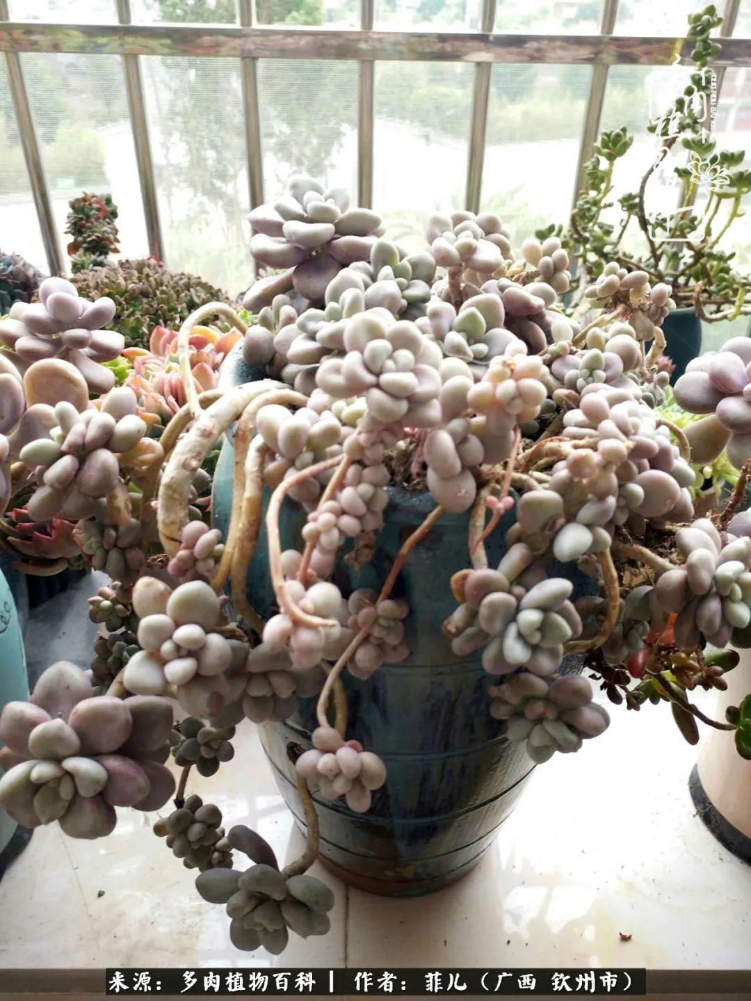 多肉相伴的感悟,与多肉为伴的时光真的很美好